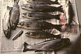 poissons